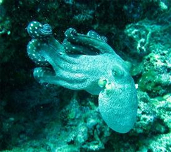 King Cruiser - Phuket