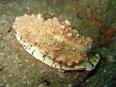 Shark Point & Anemone Reef