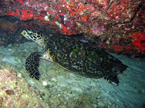 Similan Islands