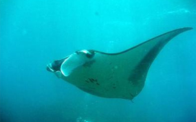 Liveaboard dive boat Thailand